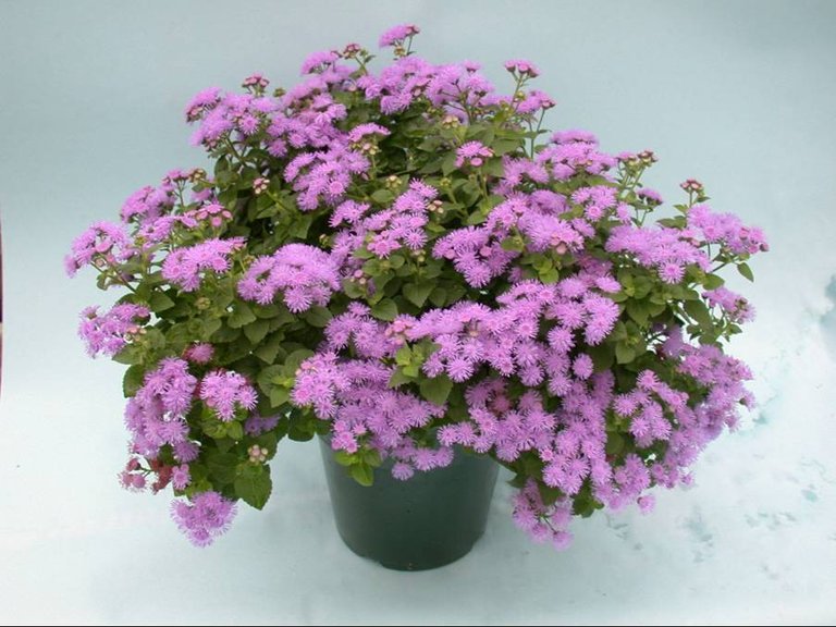 Ageratum 1 Plant.jpg