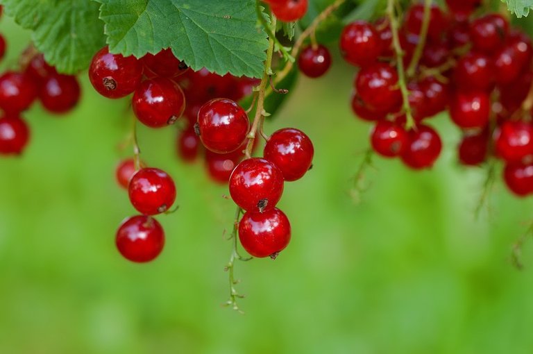 currant-896223_960_720.jpg