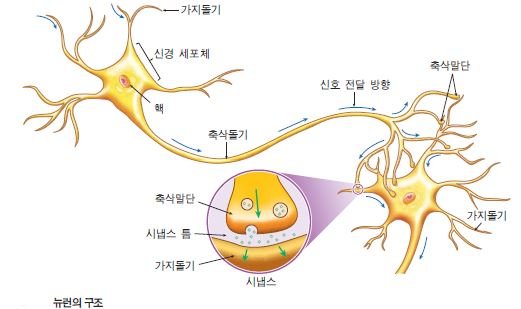 신경세포.JPG