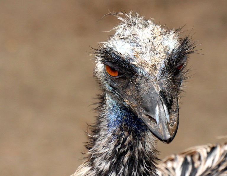 close_up_005_emu.JPG