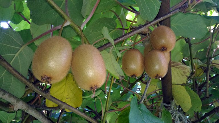 homegrown2.jpg