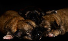 Puppies2-263x160.jpg