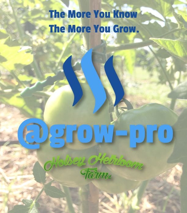 Grow_Pro_SteemIt.jpg