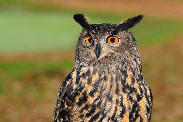 eagle-owl-2010346_960_720.jpg