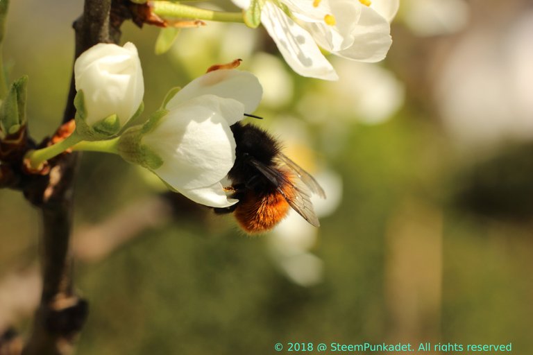 Osmia cornuta.JPG