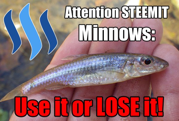 minnowvote.jpg