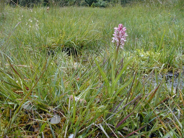 Early Marsh Orchid.jpg