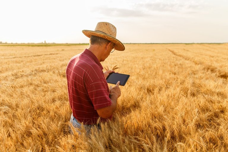 Wheat-farmer.jpg