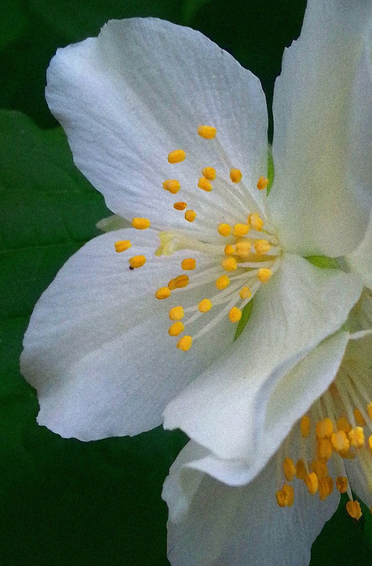 white-flower-with-yellow.jpg