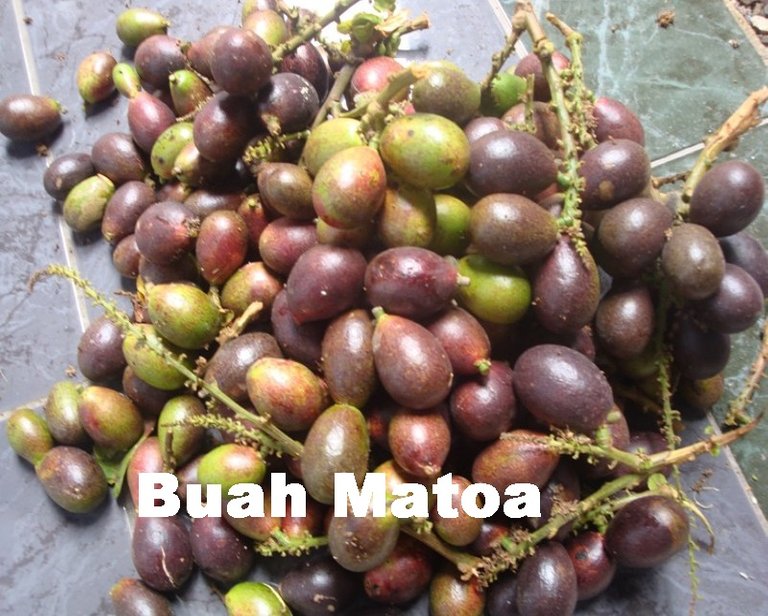 Buah-Matoa.jpg