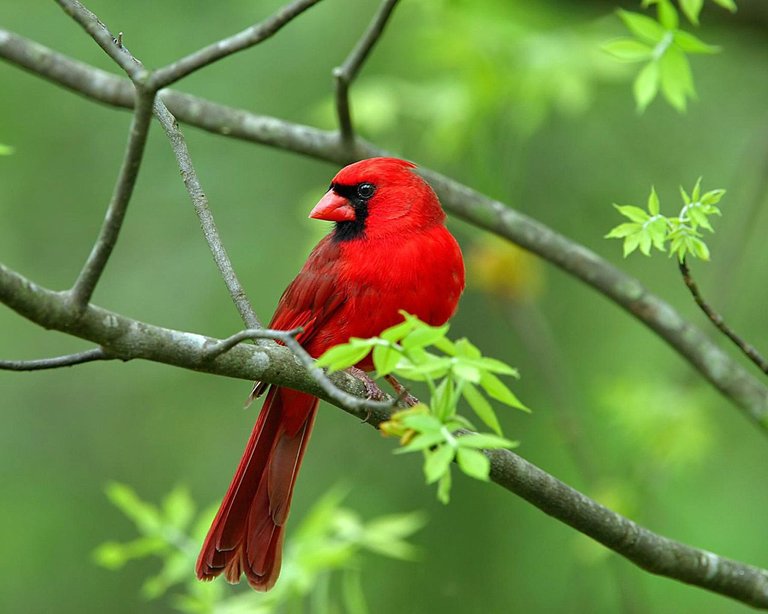 Male-cardinal.jpg