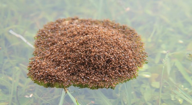 fire-ant-raft.jpg