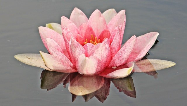 water-lily-nuphar-lutea-aquatic-plant-mirroring-158567.jpeg