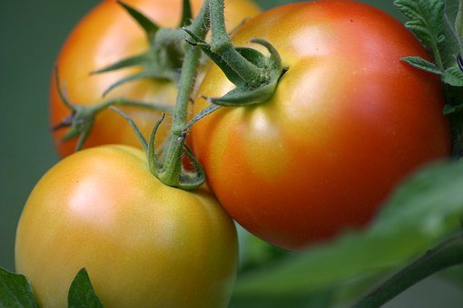 tomatoes-1233052__340.jpg