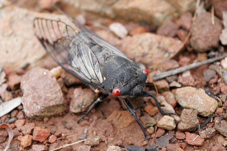 1024px-Black_cicada.jpg