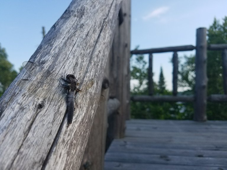 animal.dragonfly1.jpg