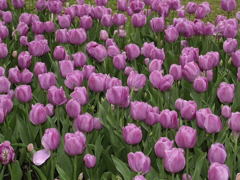 tulips-purple-2777137_960_720.jpg