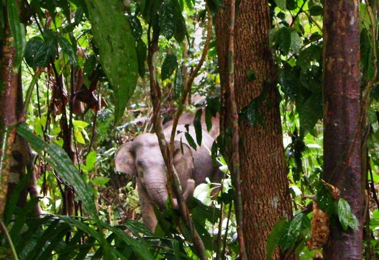 Gajah di balik pohon1.JPG