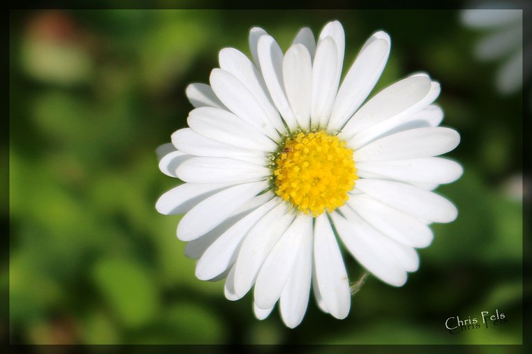 lawn daisy g-signed.jpg