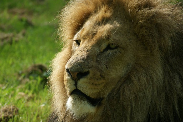 The Boss - Longleat - By Steve J Huggett.jpg