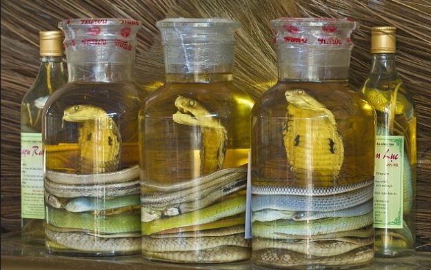 snake in a bottle.jpg