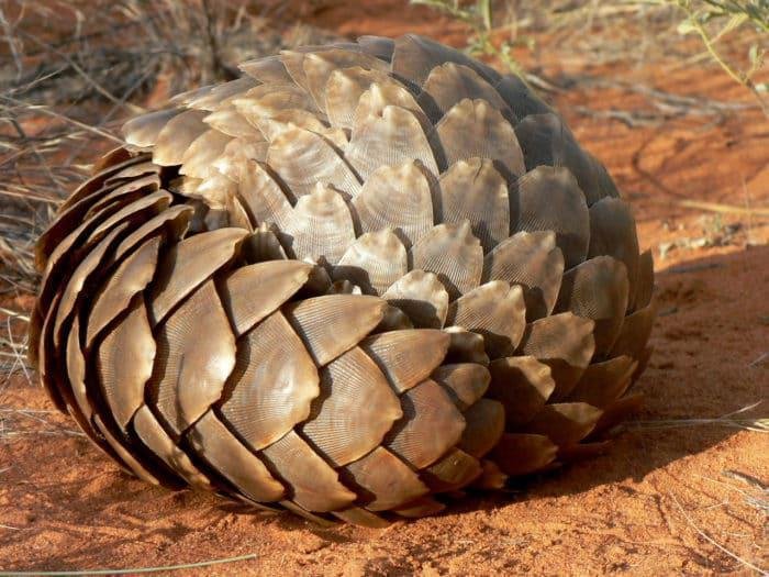 Cape-pangolin-curled-up-picture-credit-and-copyright-African-Pangolin-Working-Group-e1474360202269.jpg