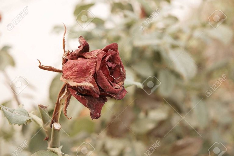 64942061-wilted-rose-in-autumn-garden-small-red-rose-flower-dying-on-steam-a-lot-of-space-for-text-selective-.jpg