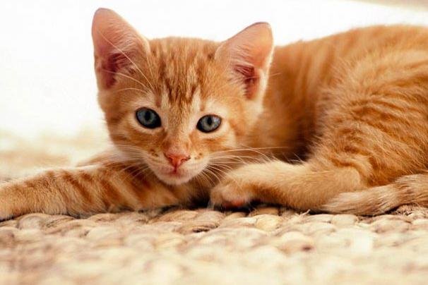 07-kitten-cuteness-1.jpg