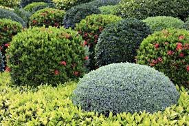 shrubs.jpg
