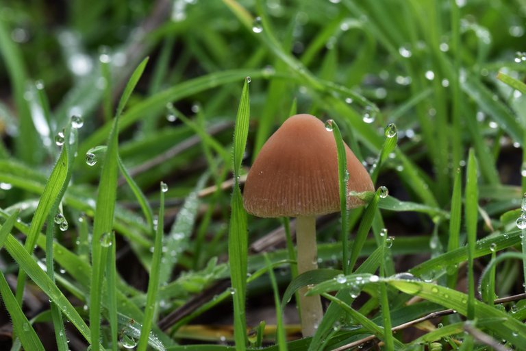 mushroom grass waterdrops 1.jpg