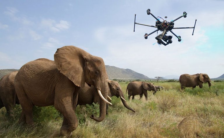 drones-y-elefantes.jpg