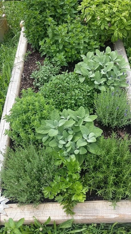 Small herb bed.jpg