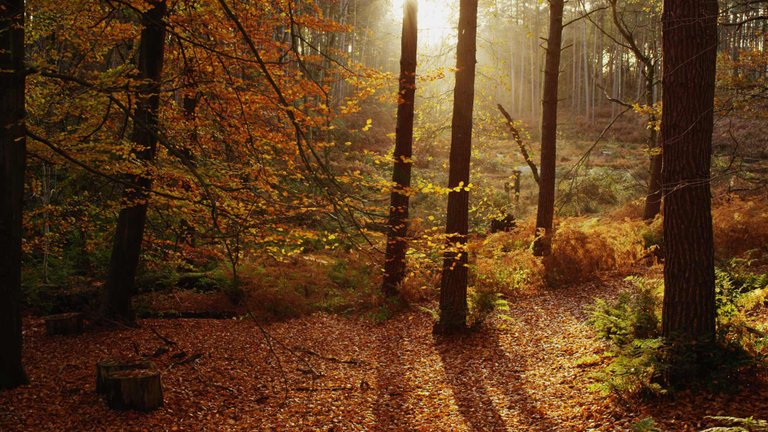 20170306 Autumn colours in Cheshire, England 1920x1080.jpg