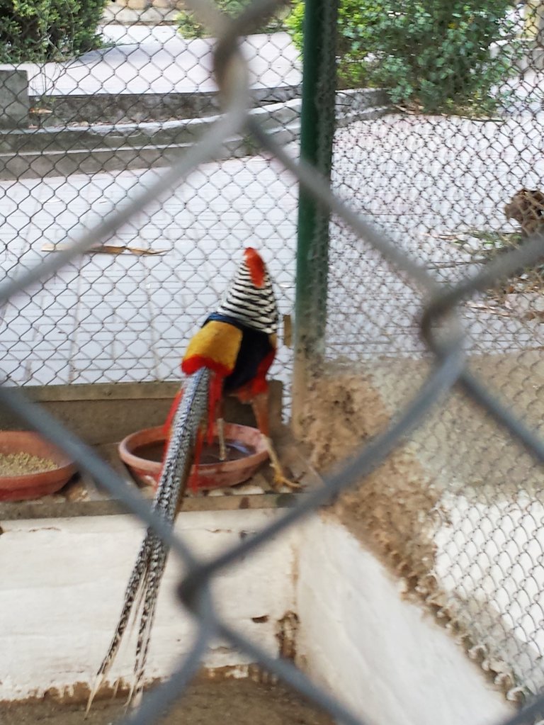 golden pheasant.jpg