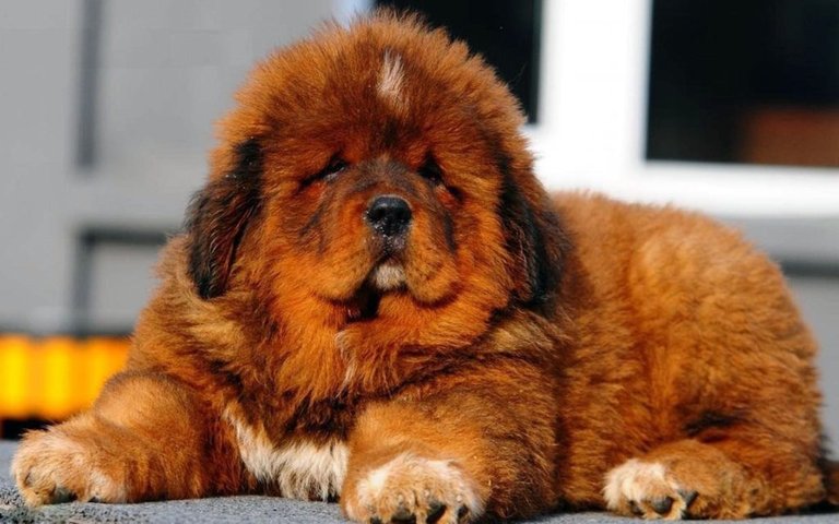 Tibetan-Mastiff-Puppy-Health-Tips-1024x640.jpg