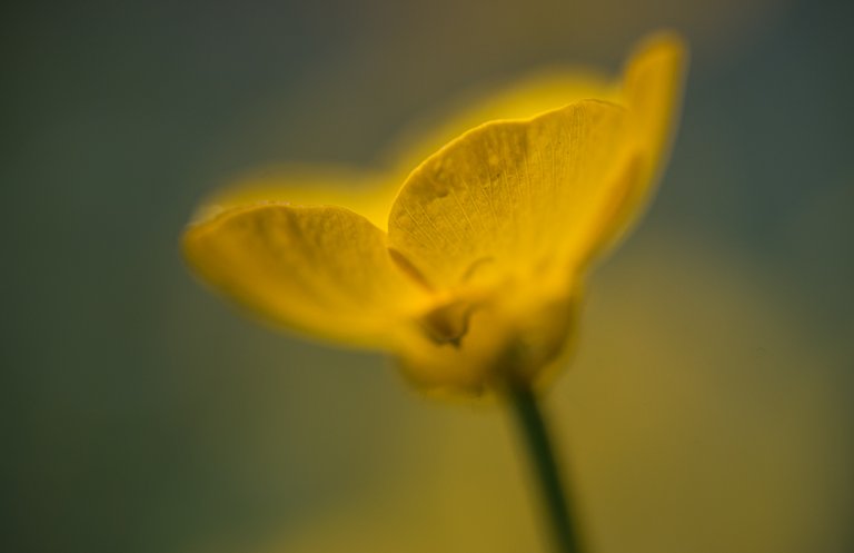 14-05-2018-buttercup-04827.jpg