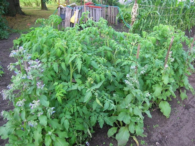 tomatoes with borage.JPG