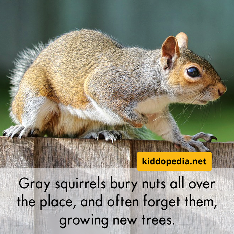 8 squirrel.png