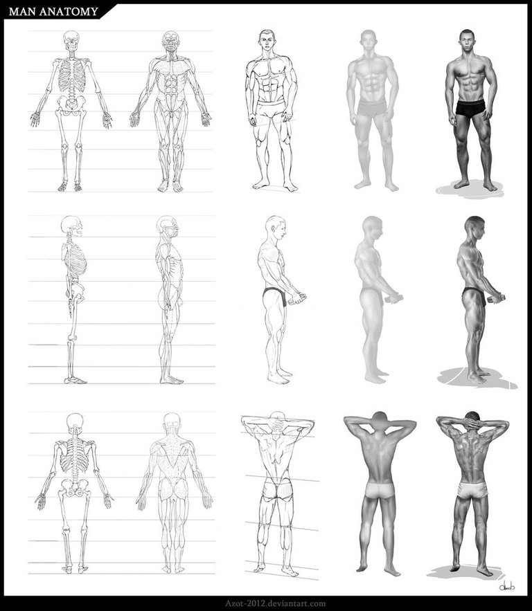 man_anatomy_by_azot_2012-d55ttir.jpg