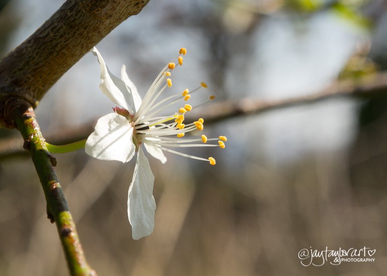 signsofspring2018-3.jpg