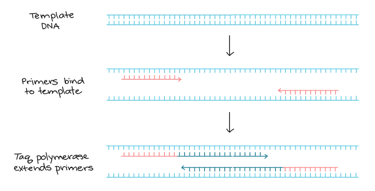 Amplification of template DNA.png