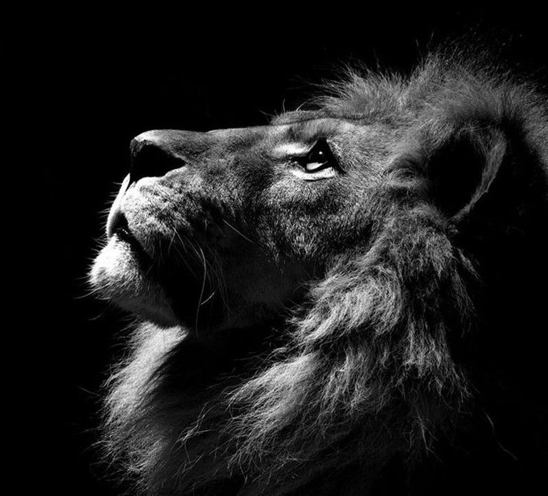 lion-profile-fef.jpg
