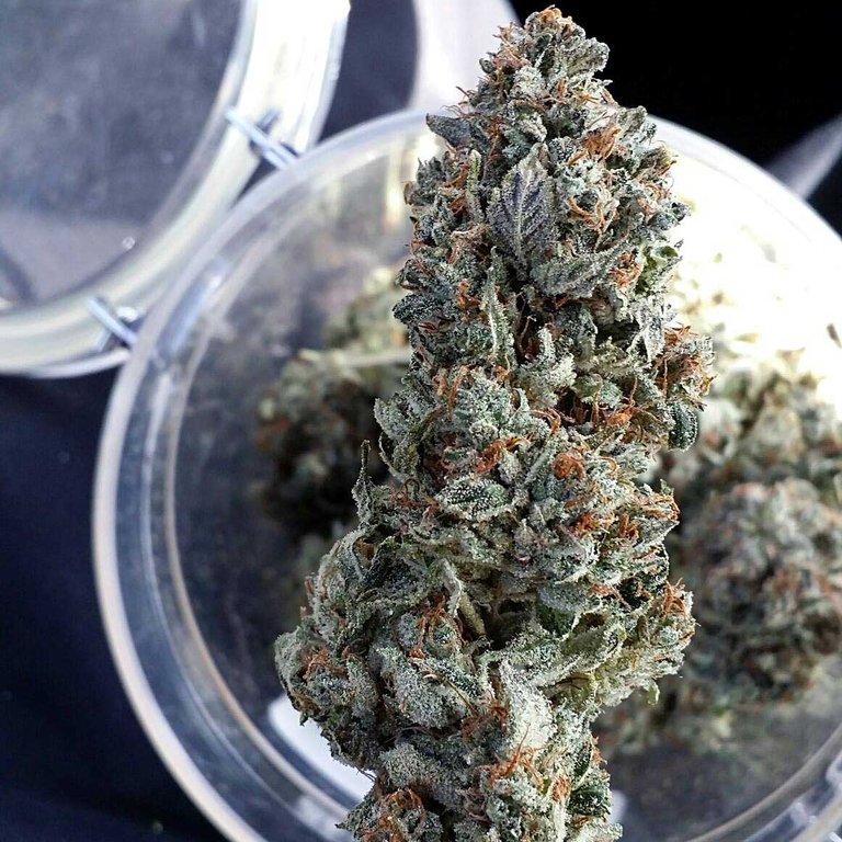 platinum-cannabis-nug-over-jar.jpg