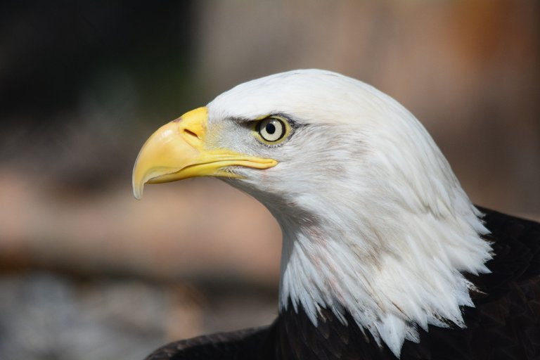 bald-eagle-140793_1280.jpg