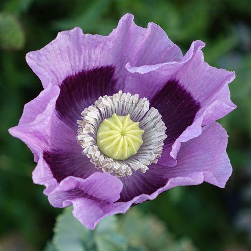 PoPPy7-signed.jpg