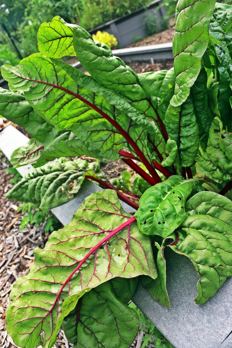 swiss chard 2.jpg