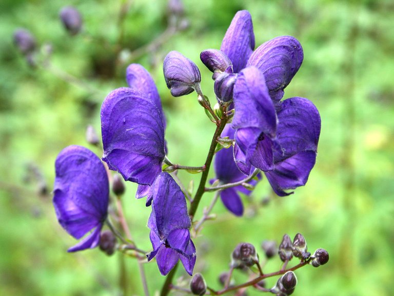 Aconitum_napellus_JPG1a.jpg