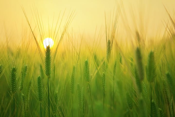 barley-field-1684052__480.jpg