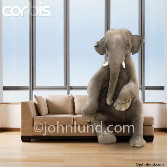 Elephant-in-the-room-sitting.jpg