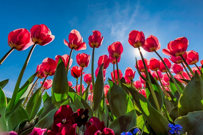 180418 Botanischer Garten_tulpen von unten-.jpg